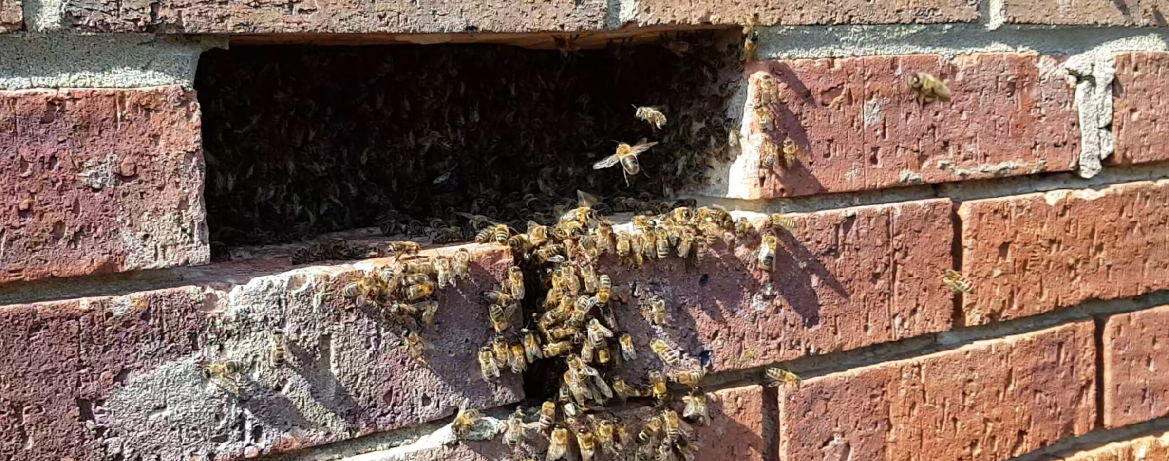 Dealing with Bees in Brick Walls? Heres What to Do