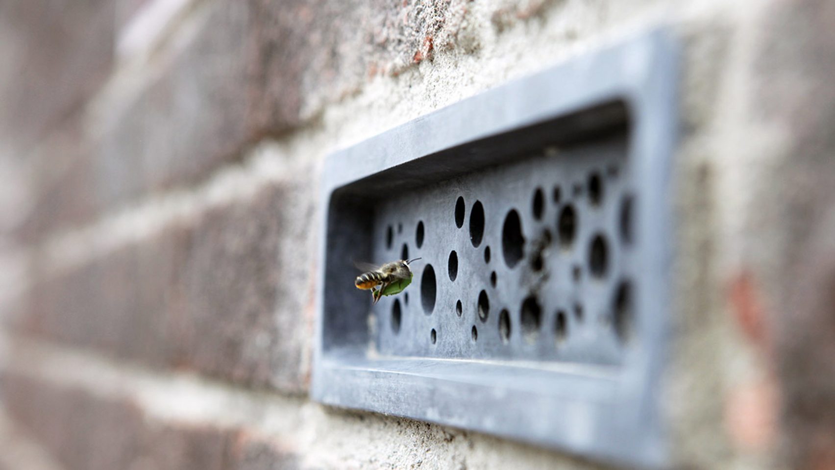 Bee Bricks USA: A Simple Guide to Supporting Solitary Bees