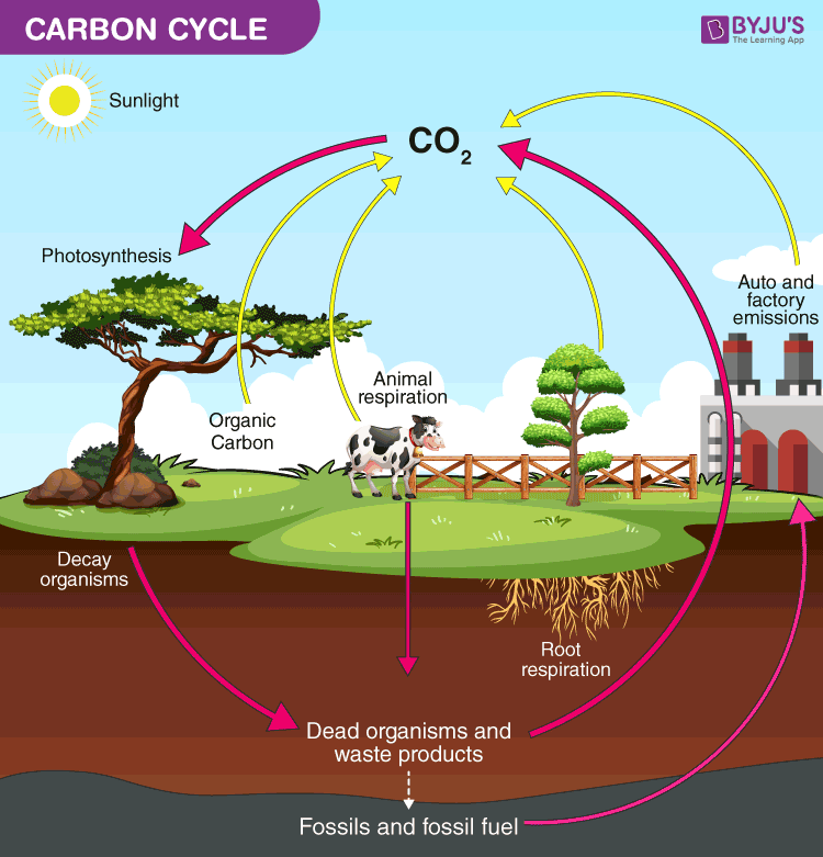 Block Carbon Explained (Learn the Key Things Simply)