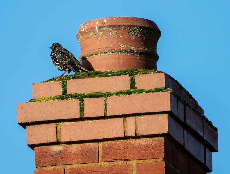 Bricks for Chimney:  What Kind Lasts Longest? Read This